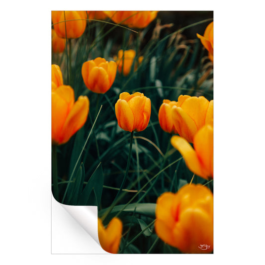 Tulips