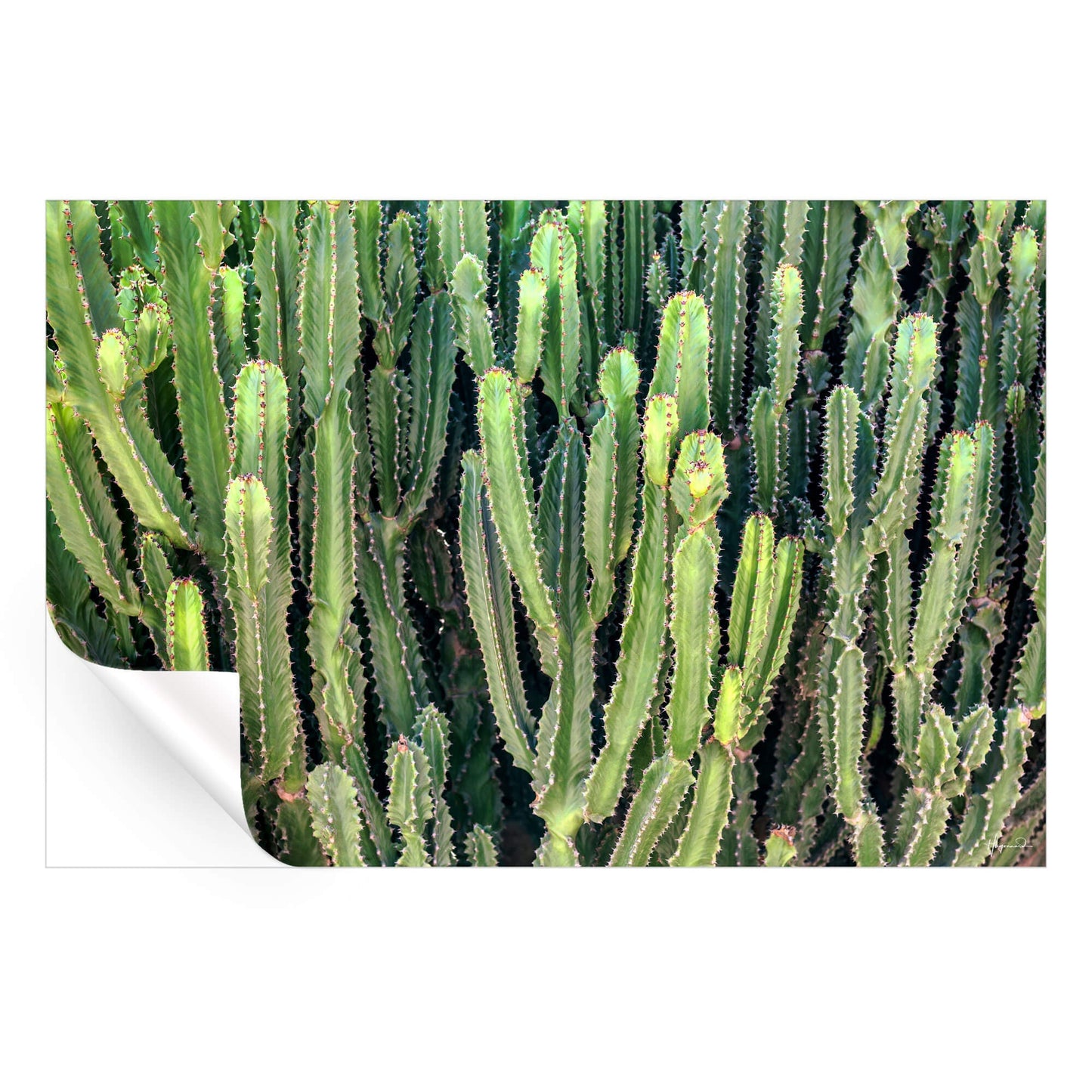 Cactus Wall