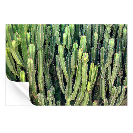 Cactus Wall