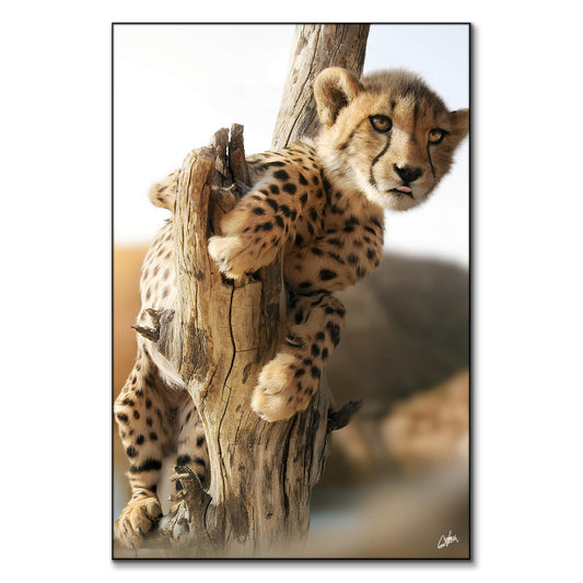 Cheetah Cub