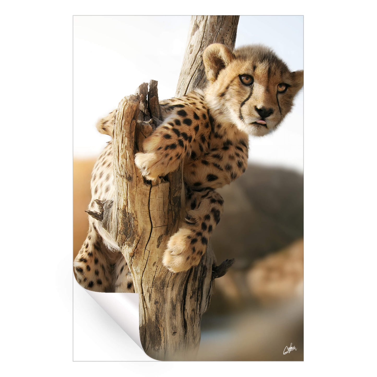 Cheetah Cub