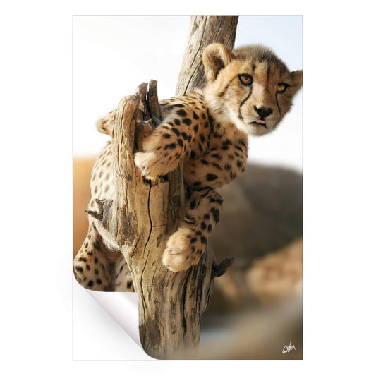 Cheetah Cub