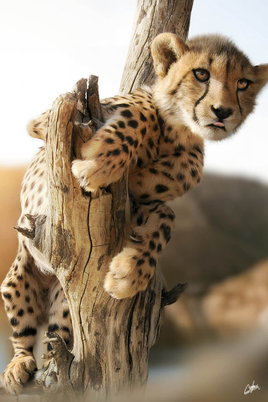 Cheetah Cub