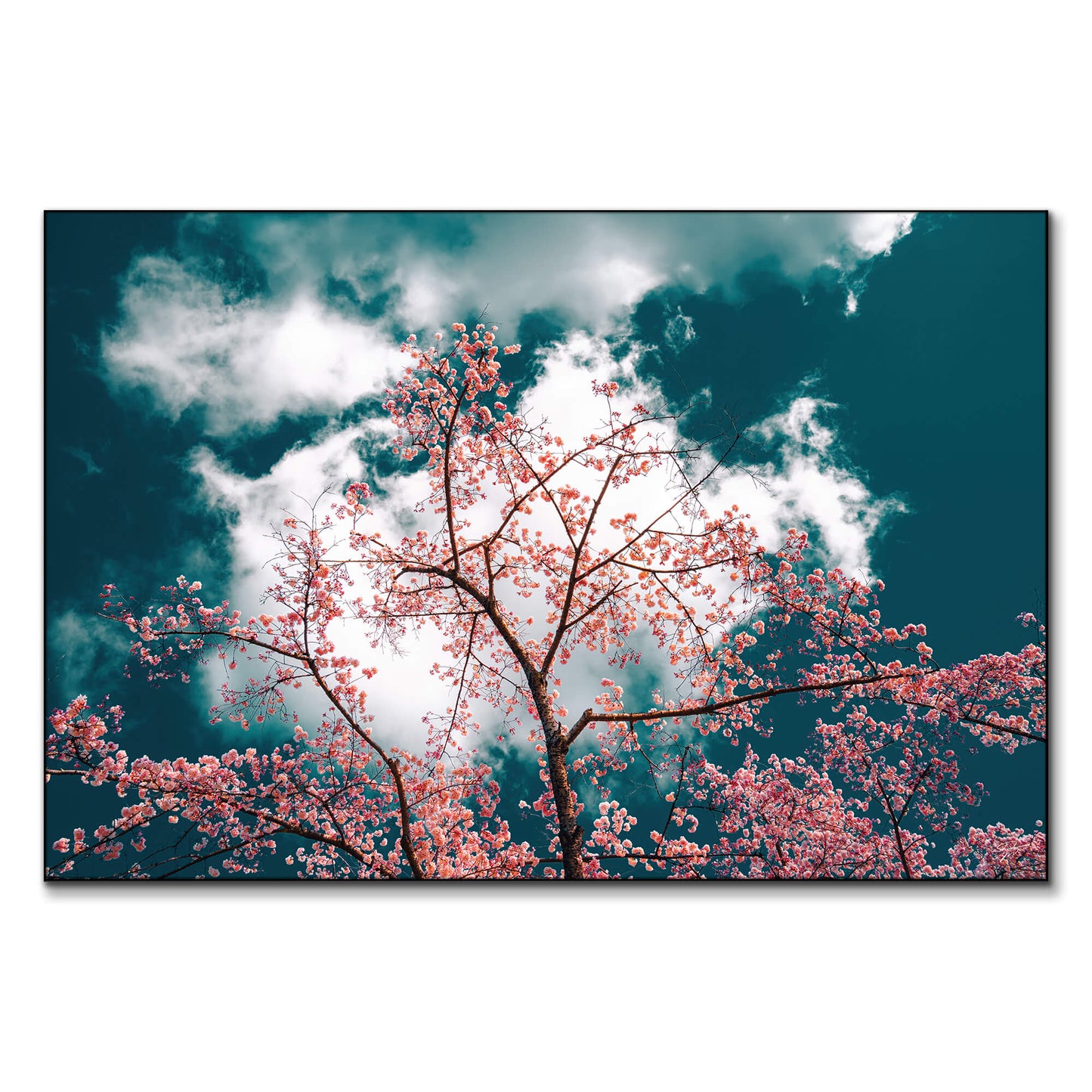Cherry blossoms in full bloom against a sky with drifting clouds.