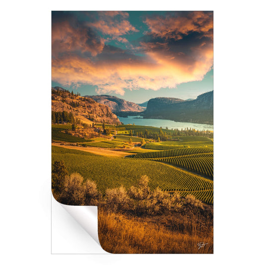 Vineyards in British Columbia, under a vibrant sunset with a lake and rolling hills.