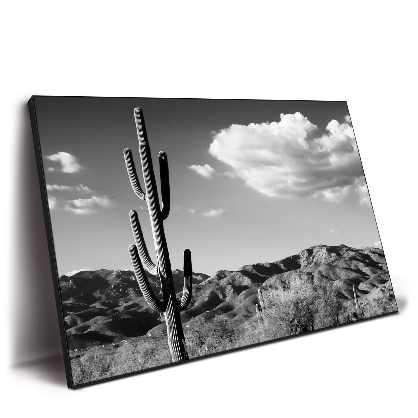Saguaro Cactus Sunrise
