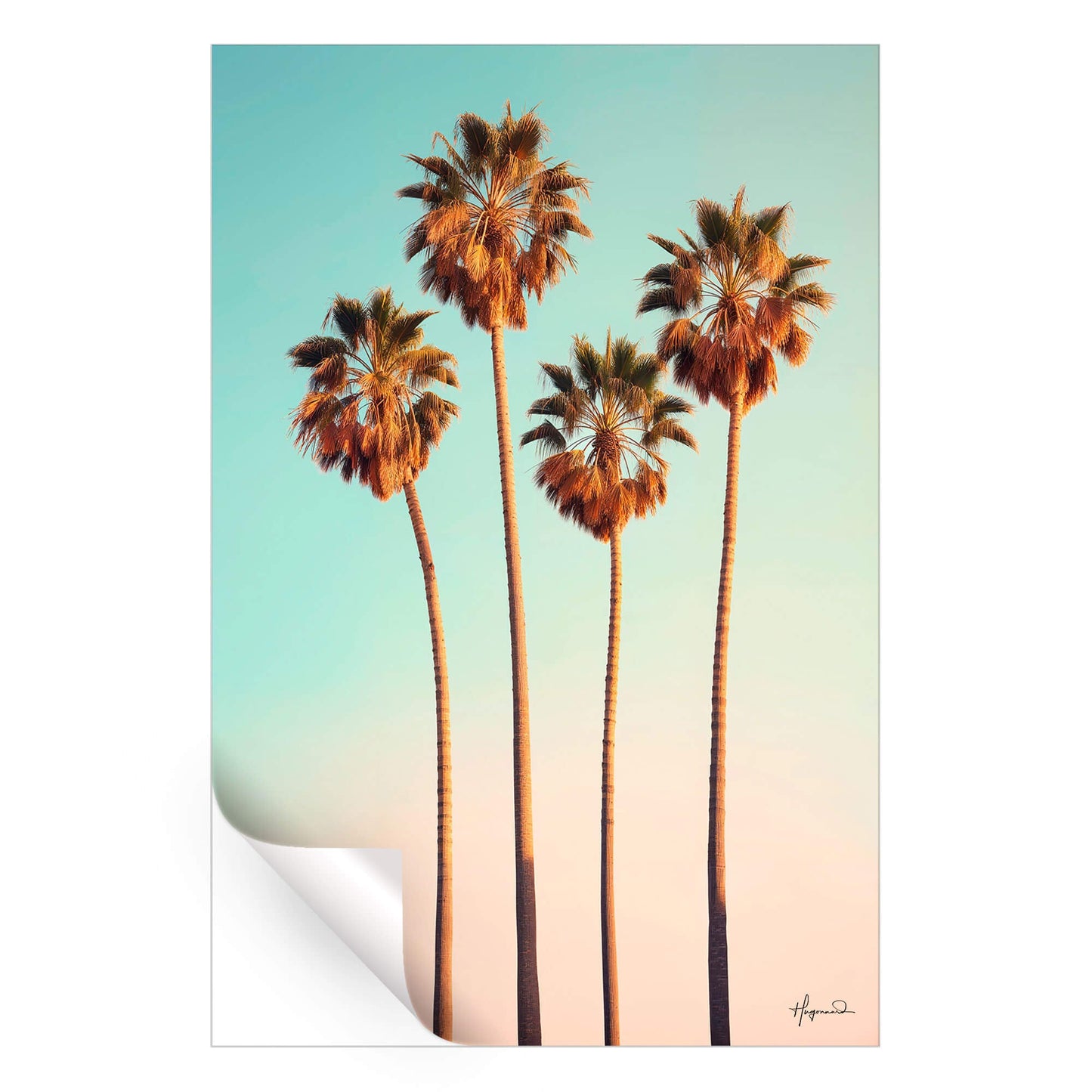 Dreamy Hollywood Palm Trees