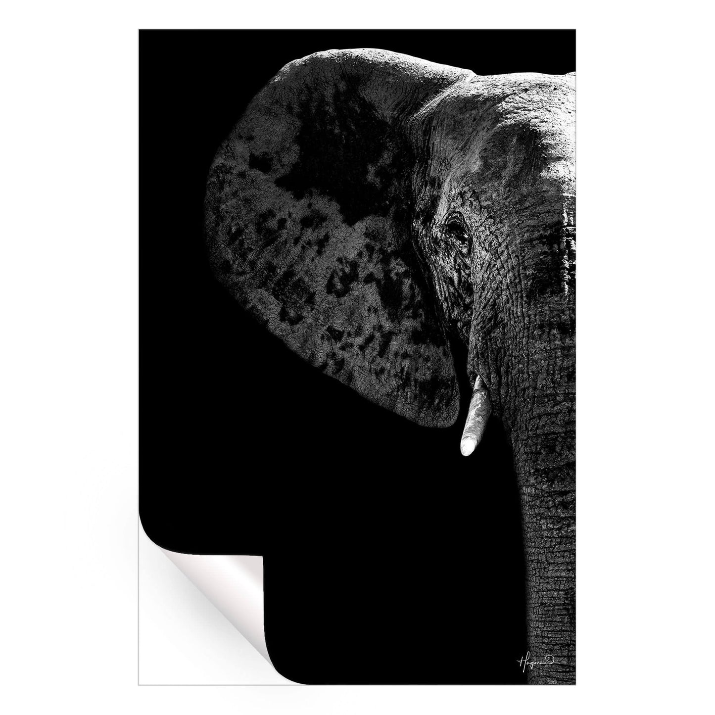 Elephant Black Edition