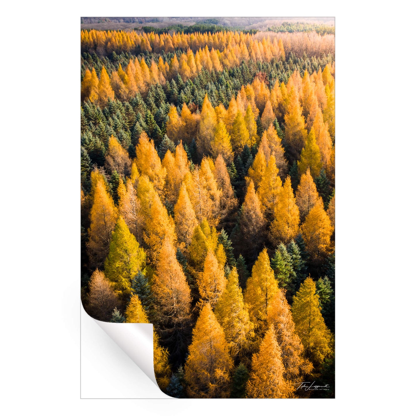 Tamaracks