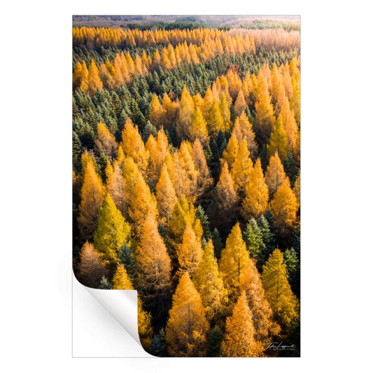 Tamaracks