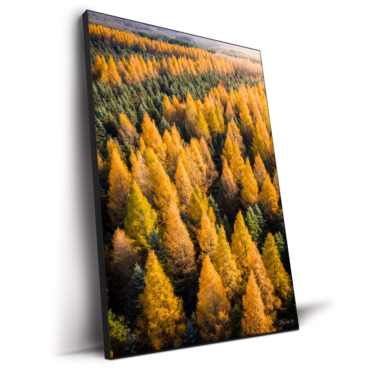 Tamaracks