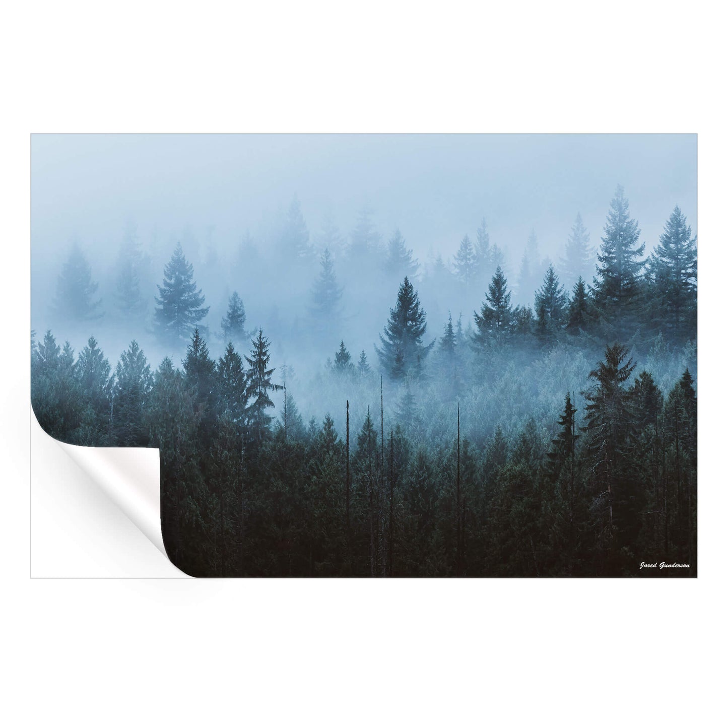 Enchanted Forest