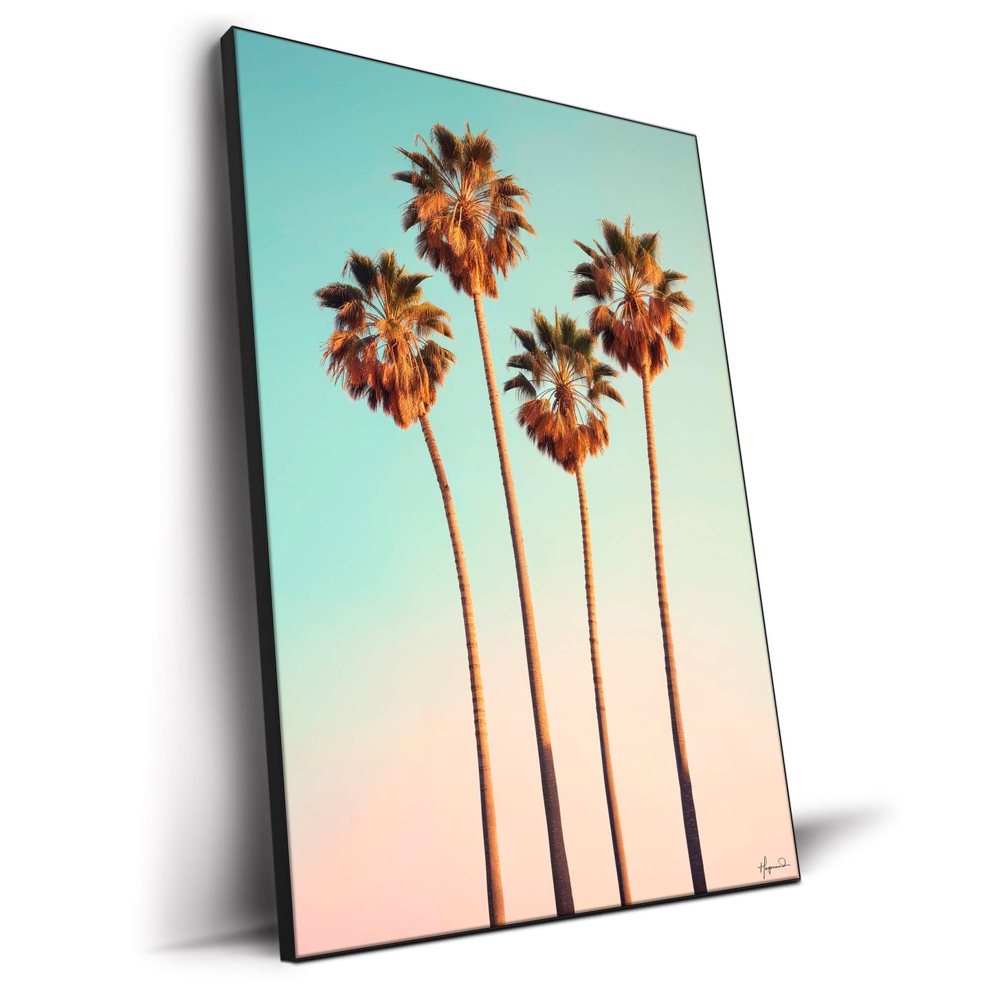Dreamy Hollywood Palm Trees