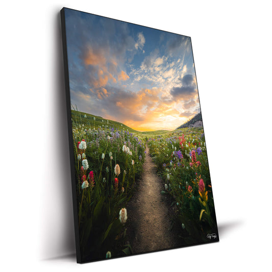 Meadow Sunrise