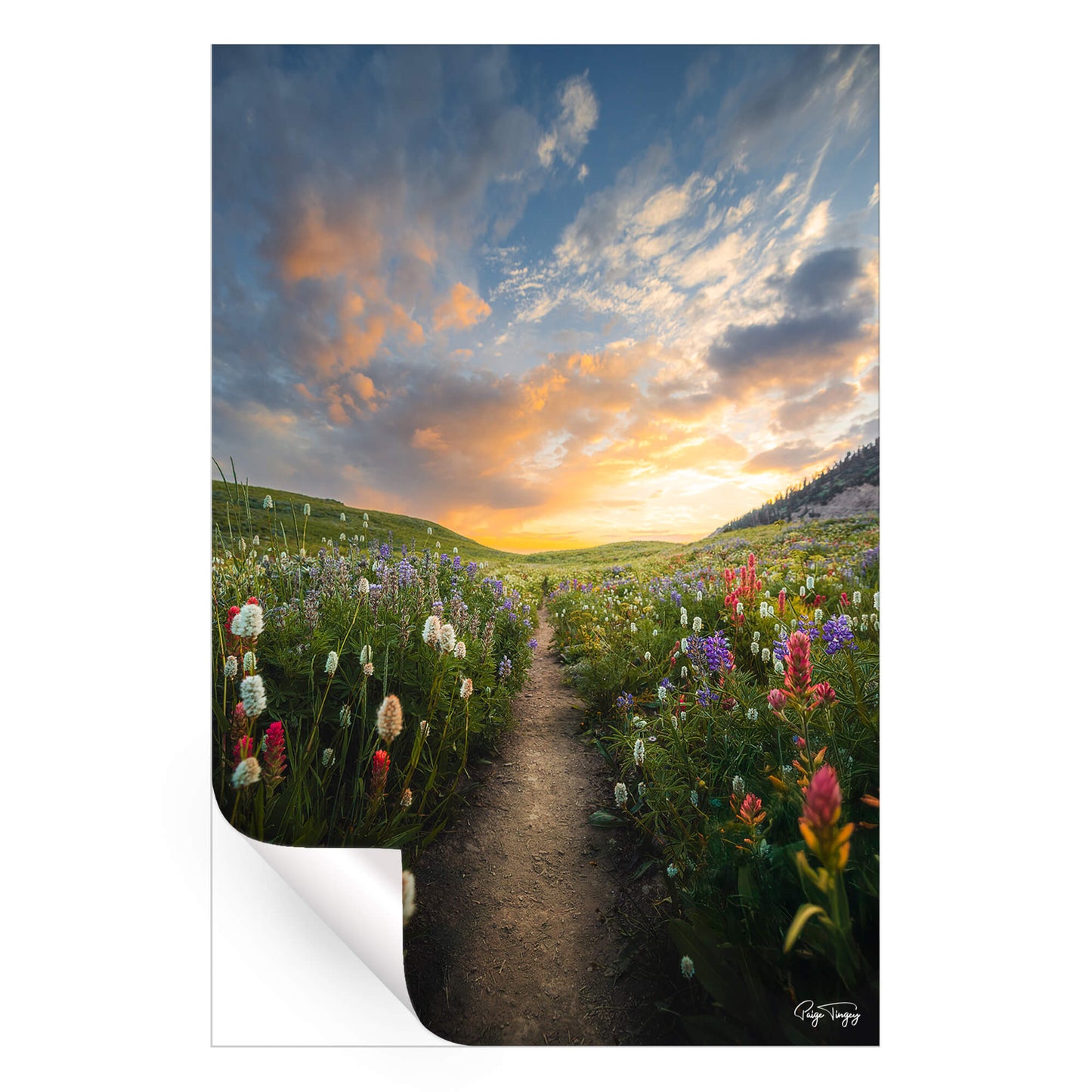 Meadow Sunrise