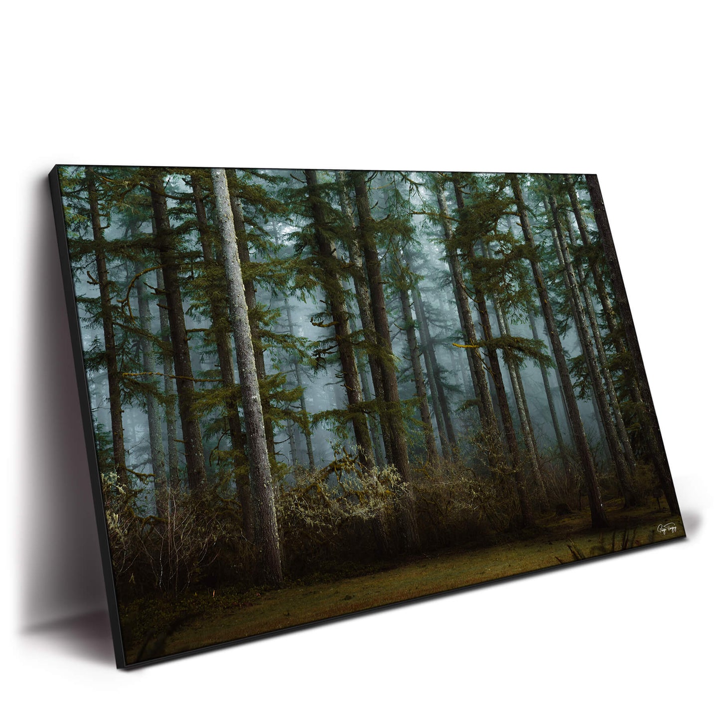 Moody Woods