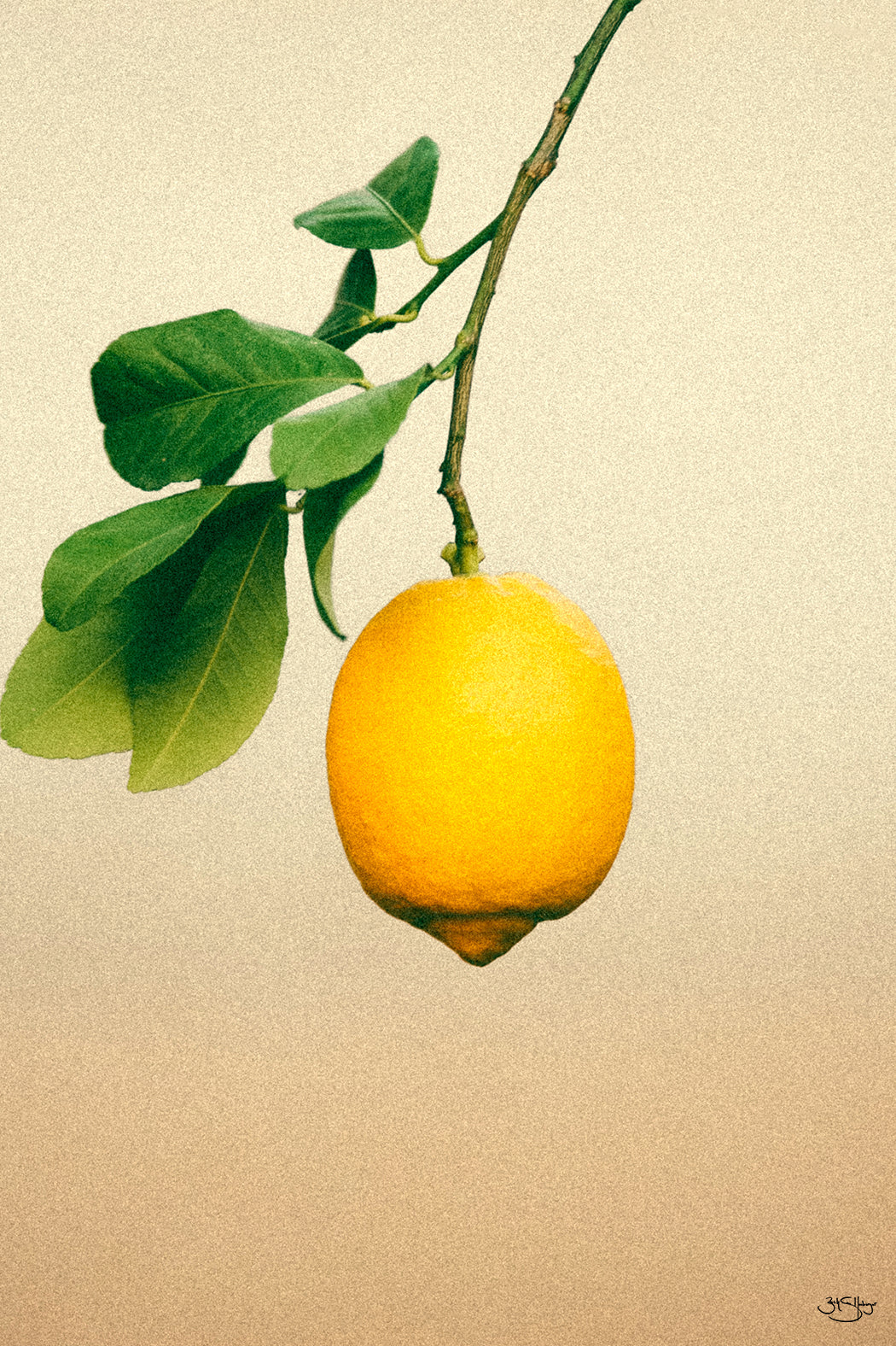 California Lemon
