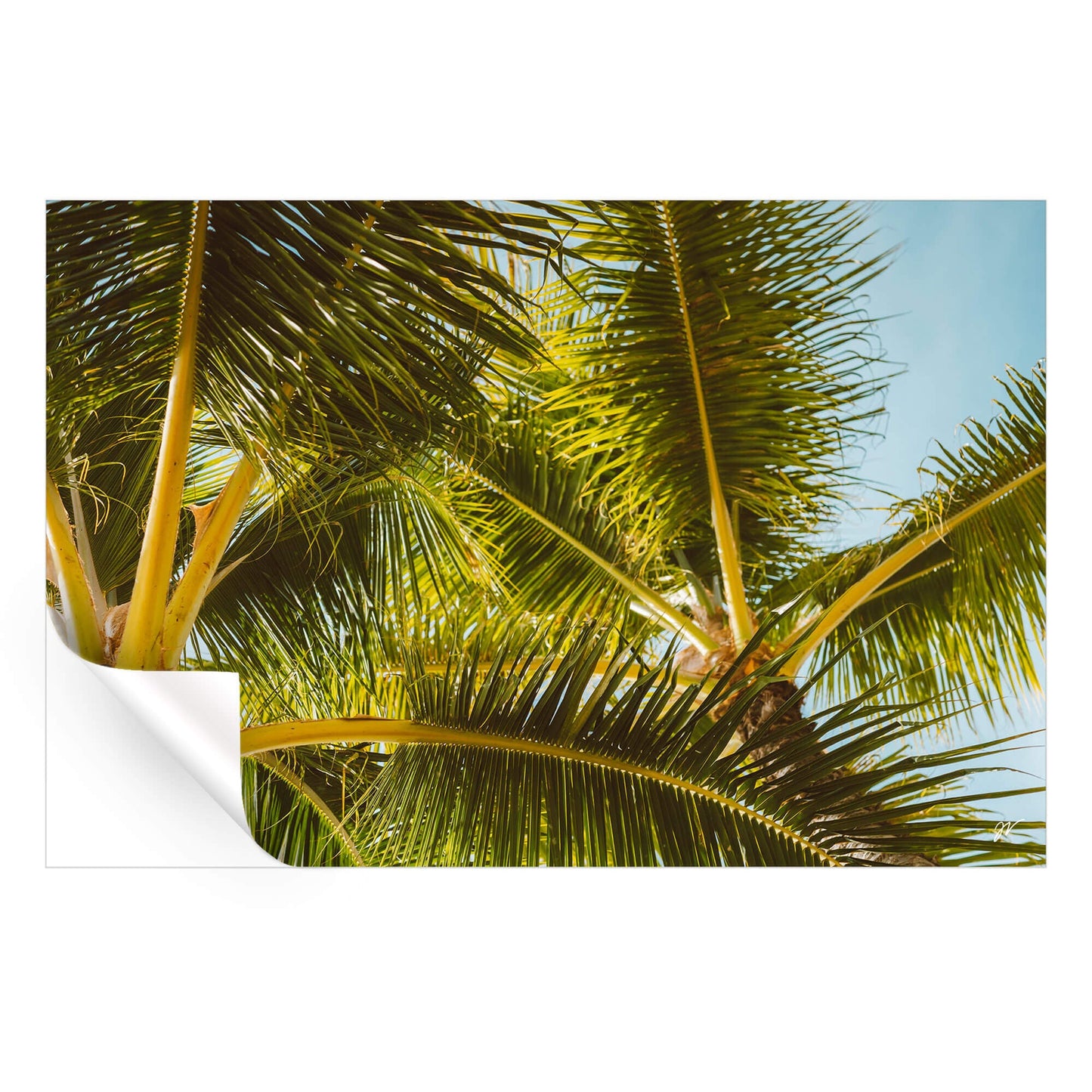 Hawaii Palm