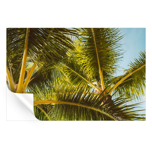Hawaii Palm