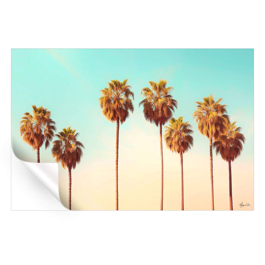 Hollywood Palms