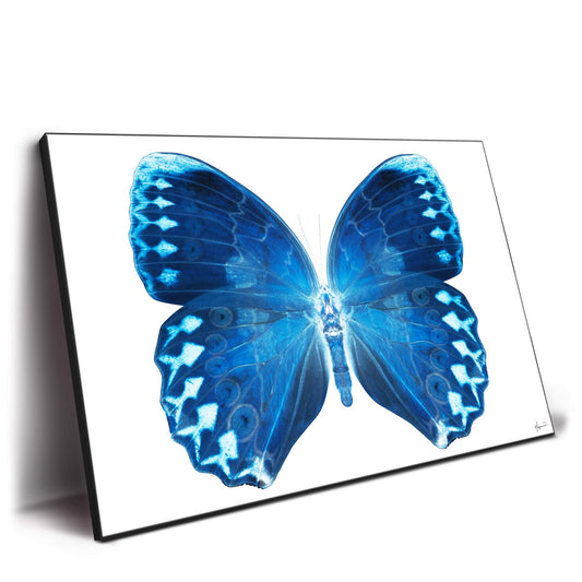Miss Butterfly Formosana