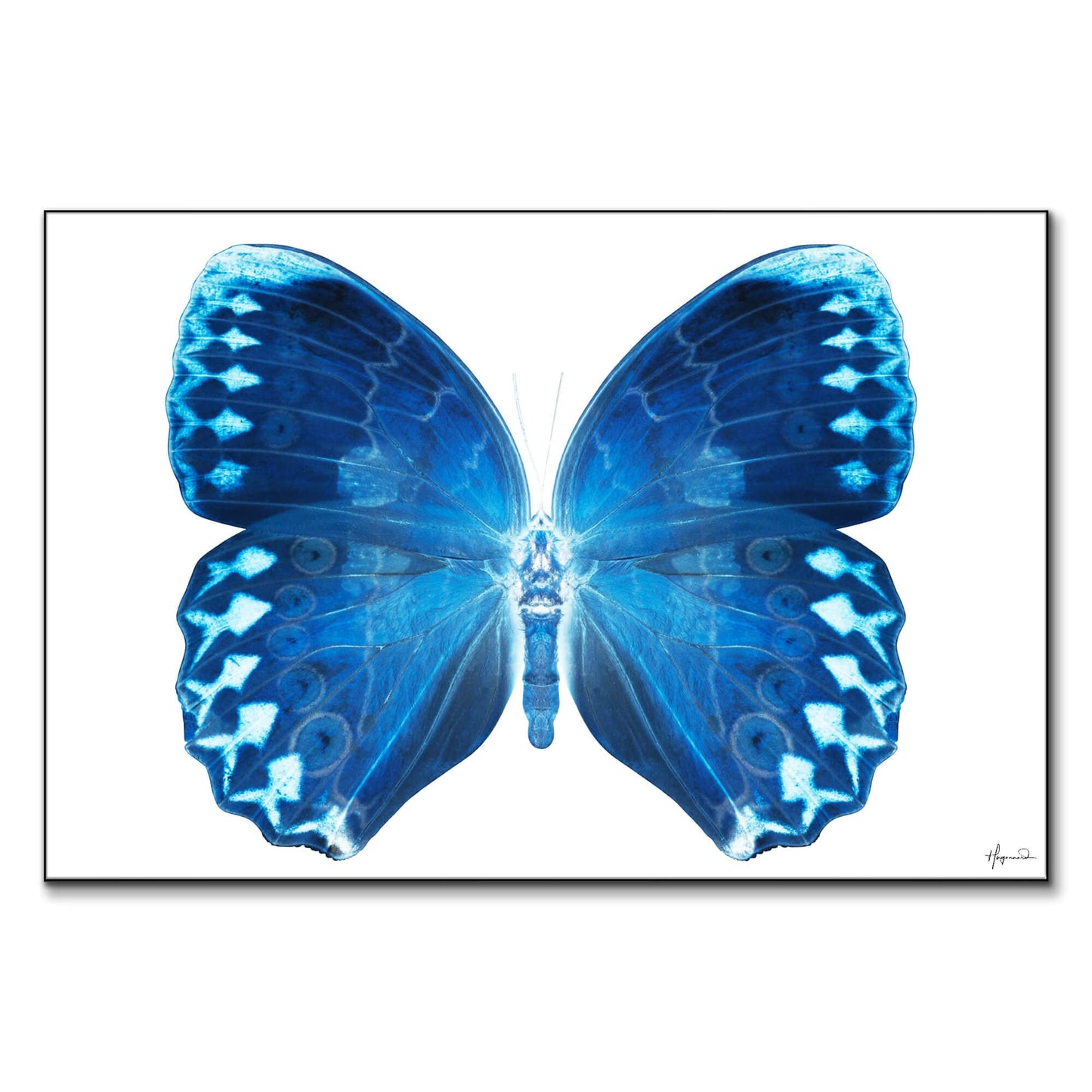 Miss Butterfly Formosana