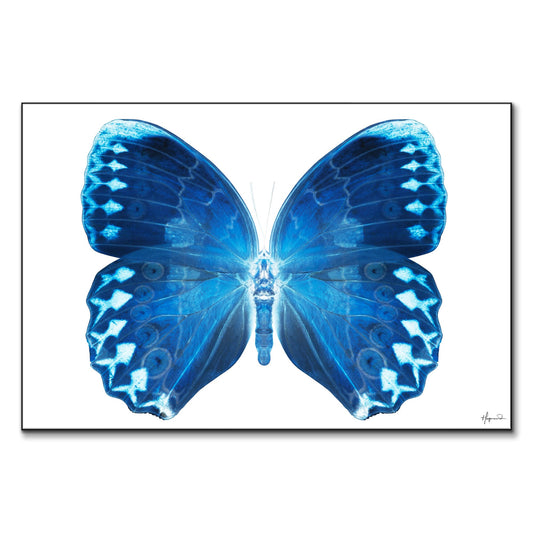 Miss Butterfly Formosana