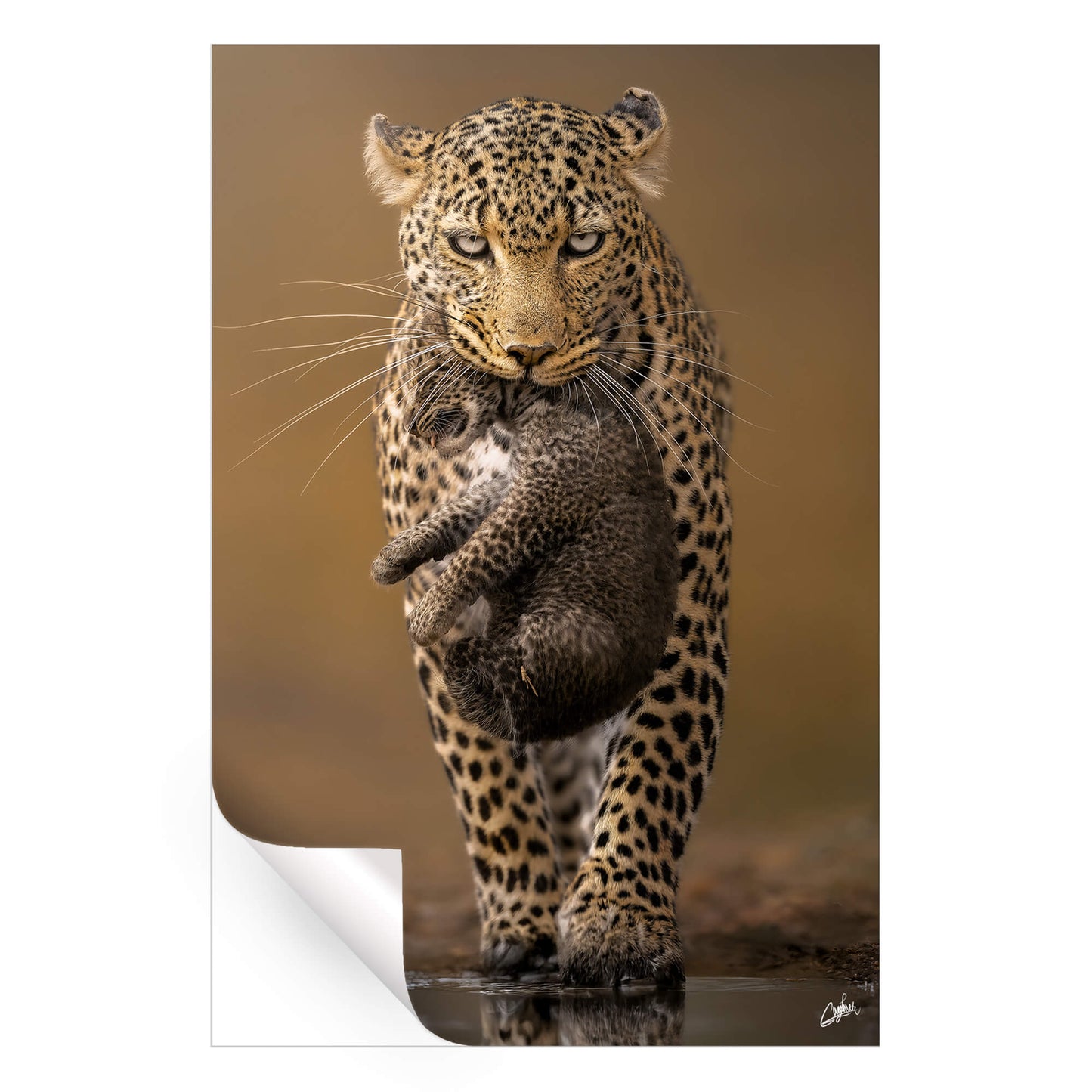 Cub Carrier