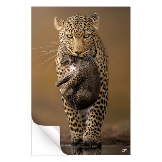 Cub Carrier