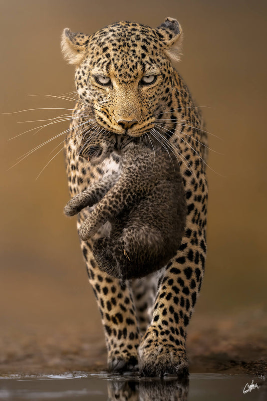 Cub Carrier
