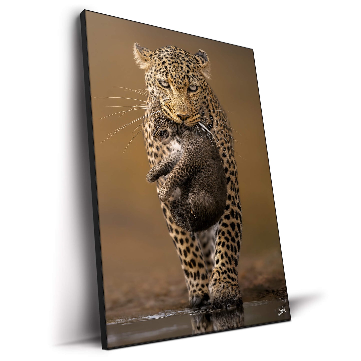 Cub Carrier