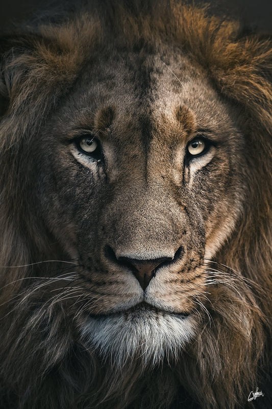 Lion Mane