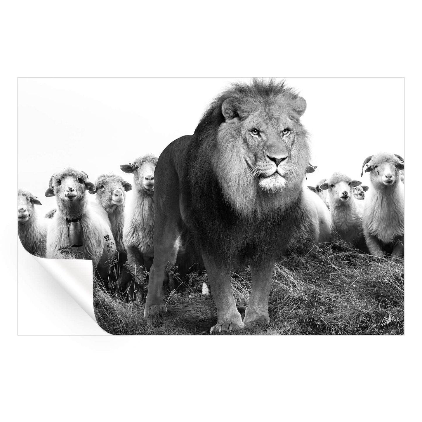 Lion and Sheep