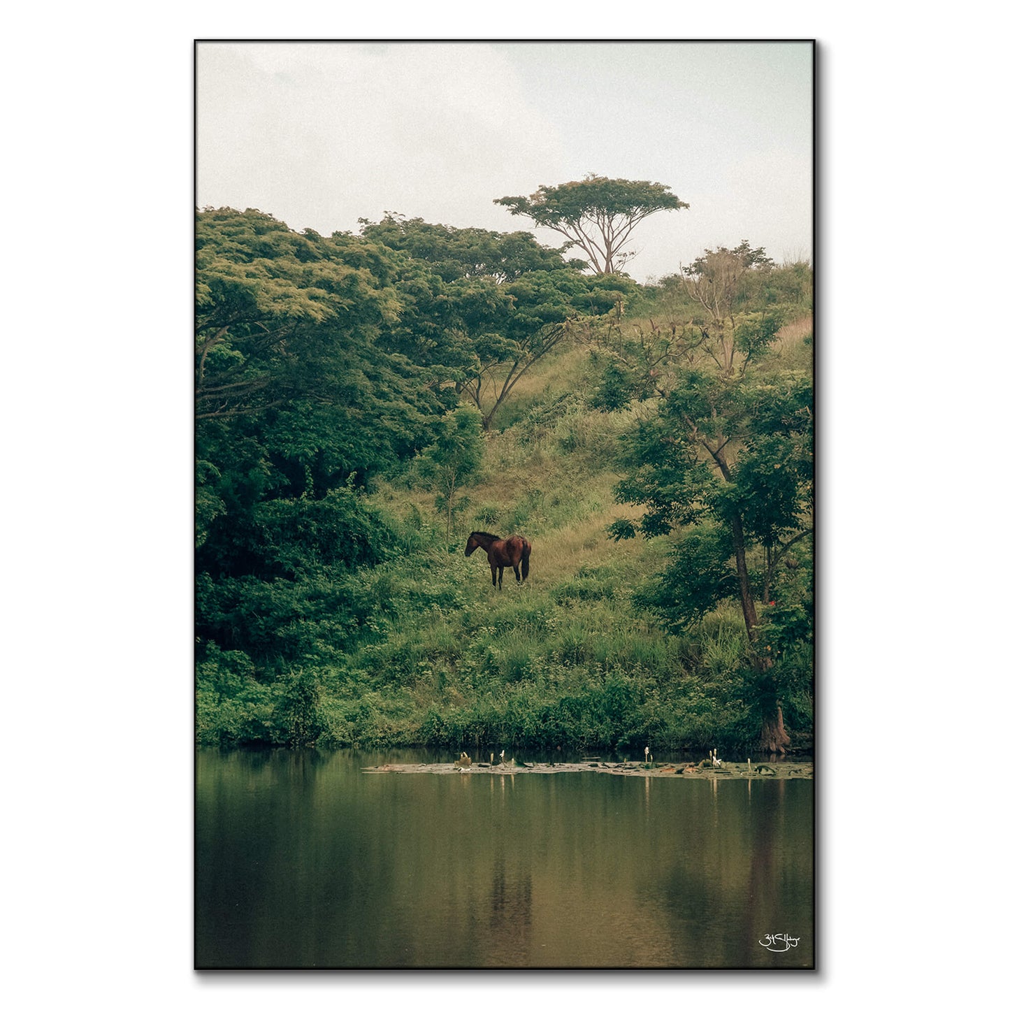 Wild Horses