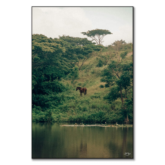 Wild Horses