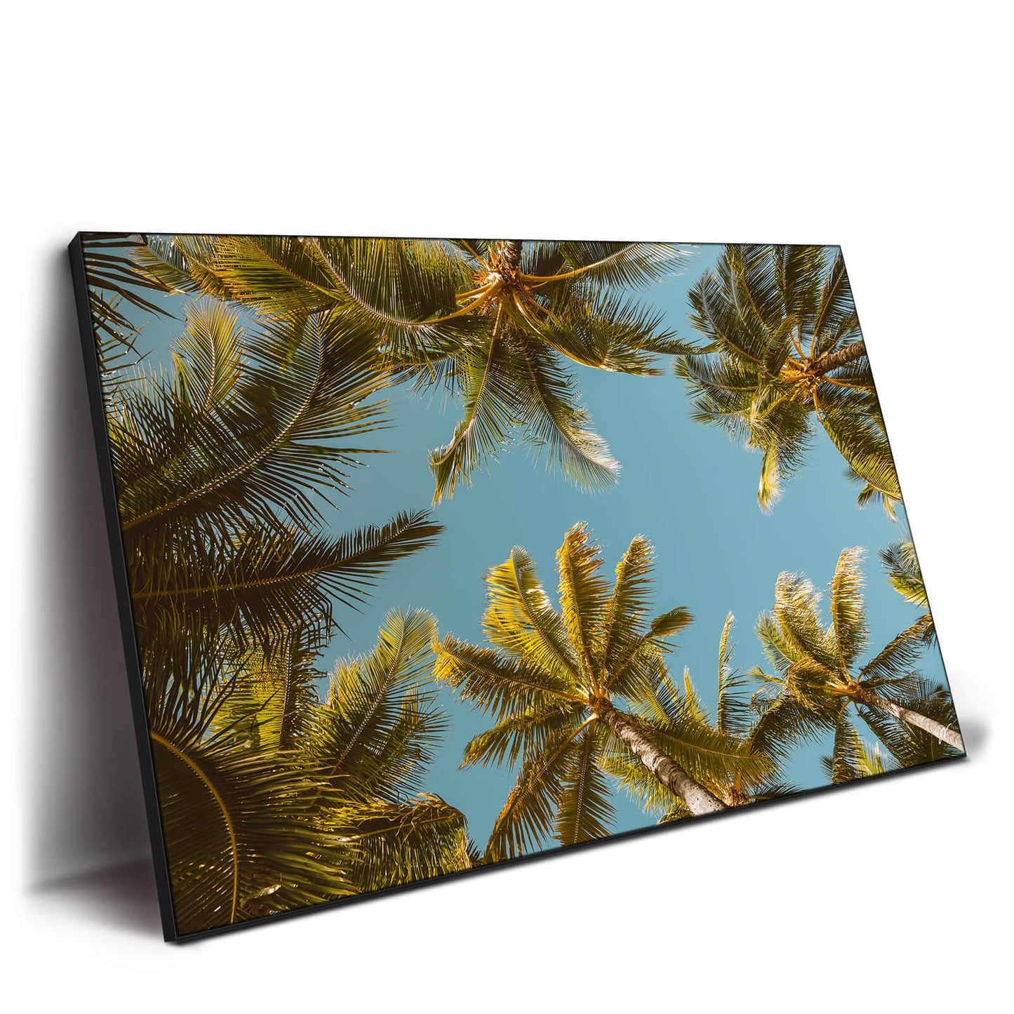 Palm Party