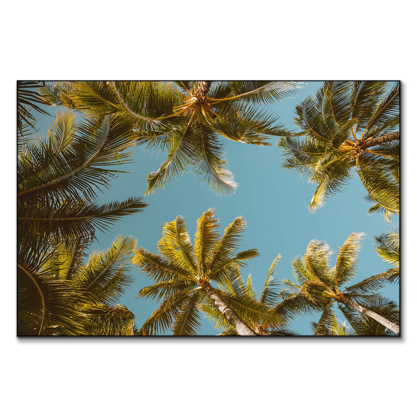 Palm Party