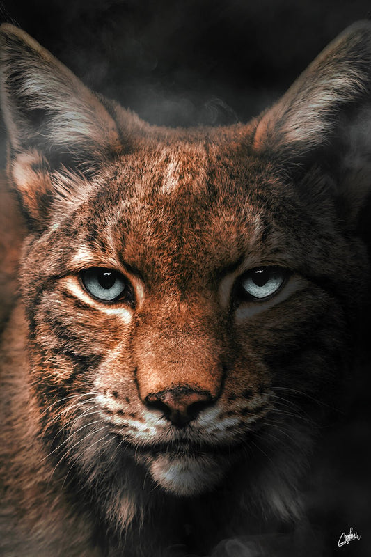 Lynx