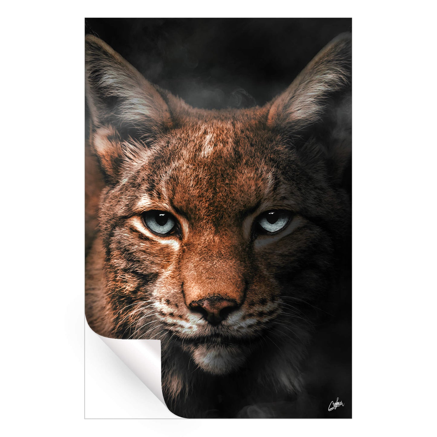 Lynx
