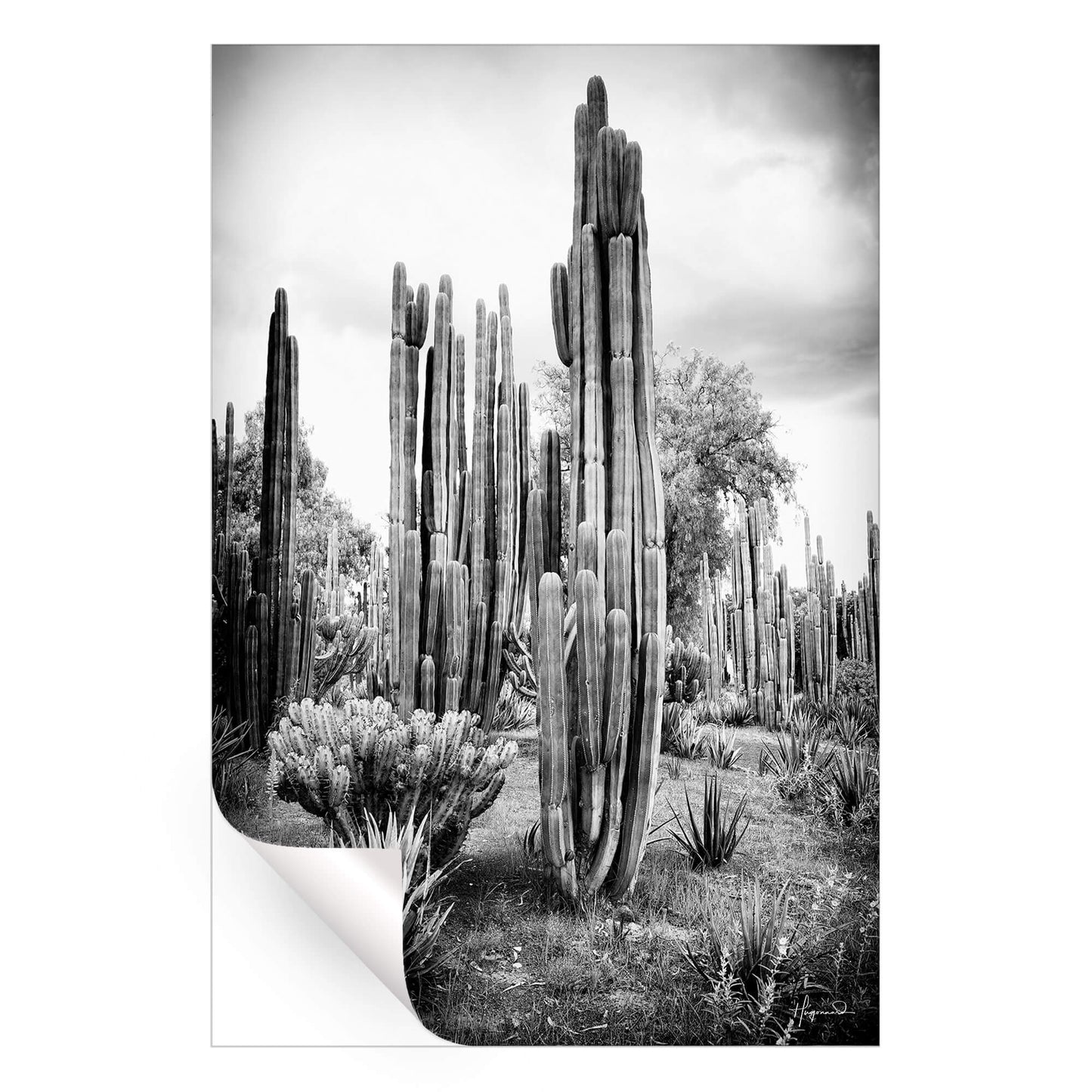 Mexican Cactus