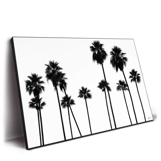 Palm Trees LA