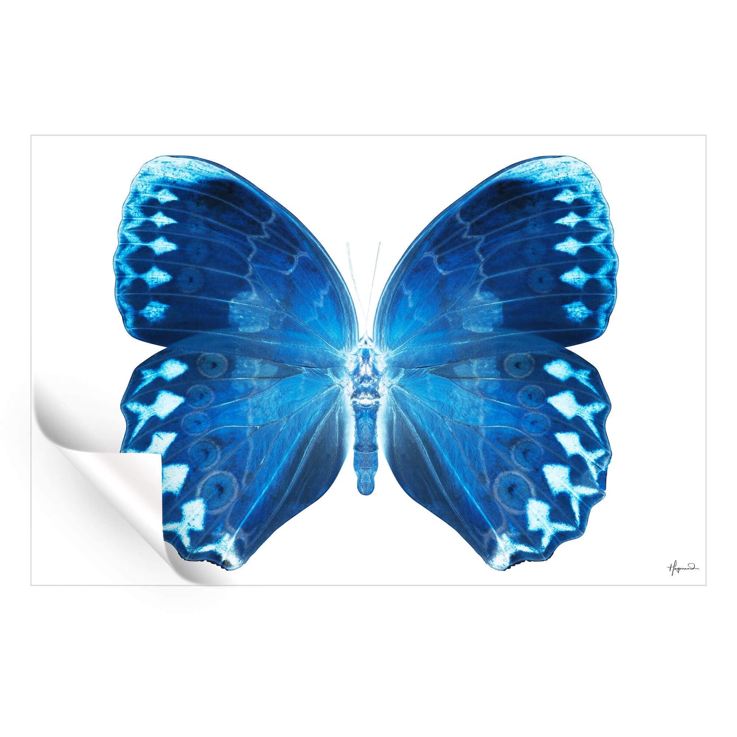 Miss Butterfly Formosana