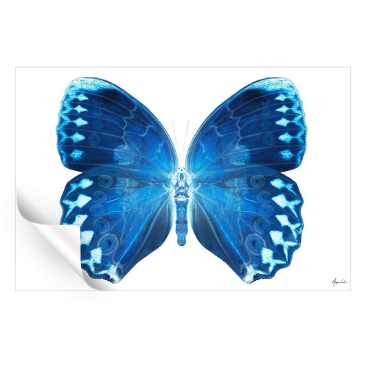 Miss Butterfly Formosana
