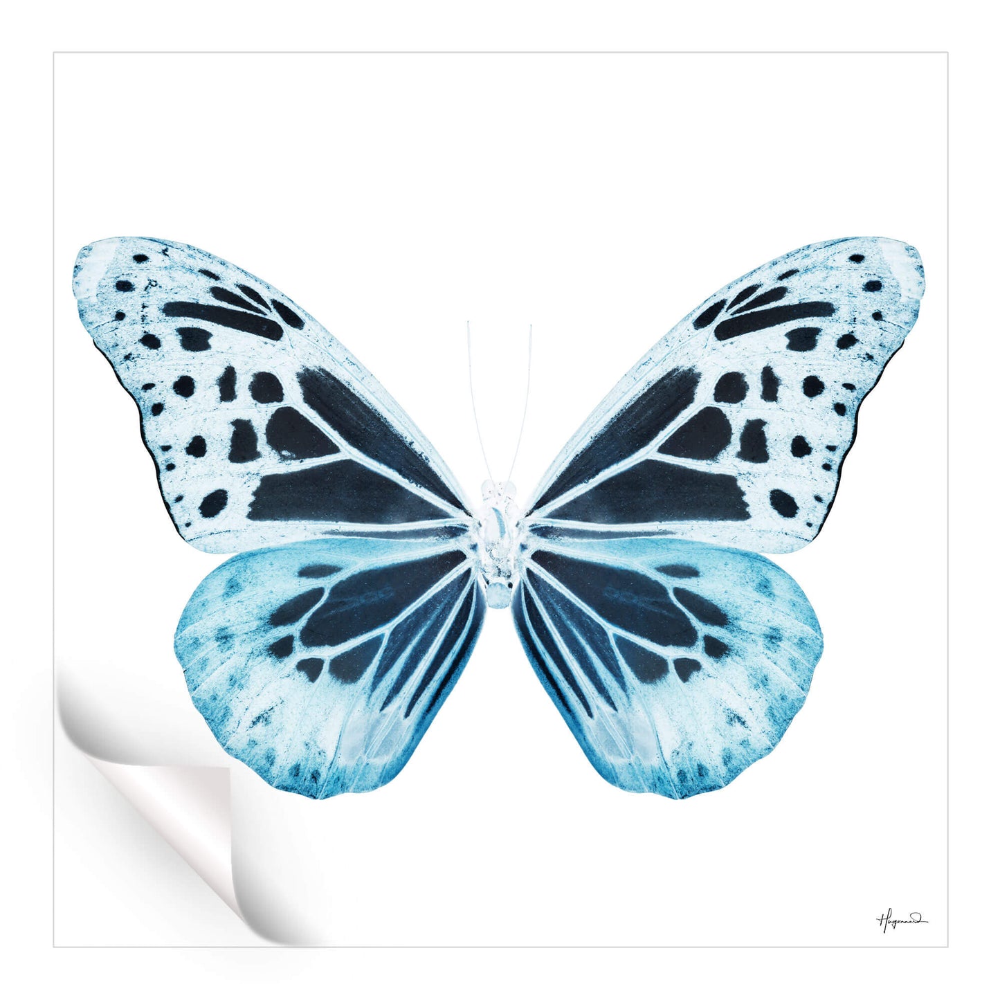 Miss Butterfly Melaneus