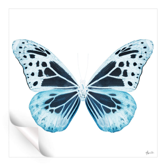 Miss Butterfly Melaneus
