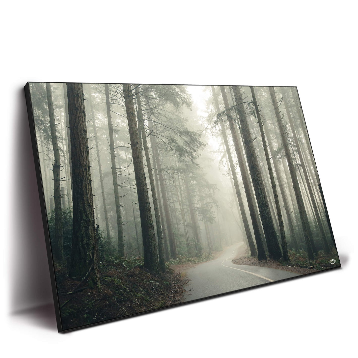 Winding road through a misty northwest forest with tall trees.