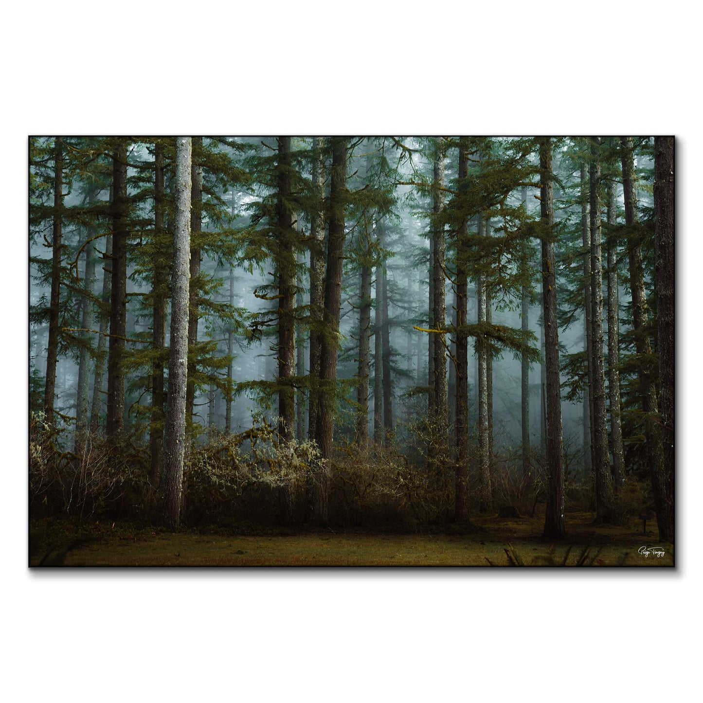 Moody Woods