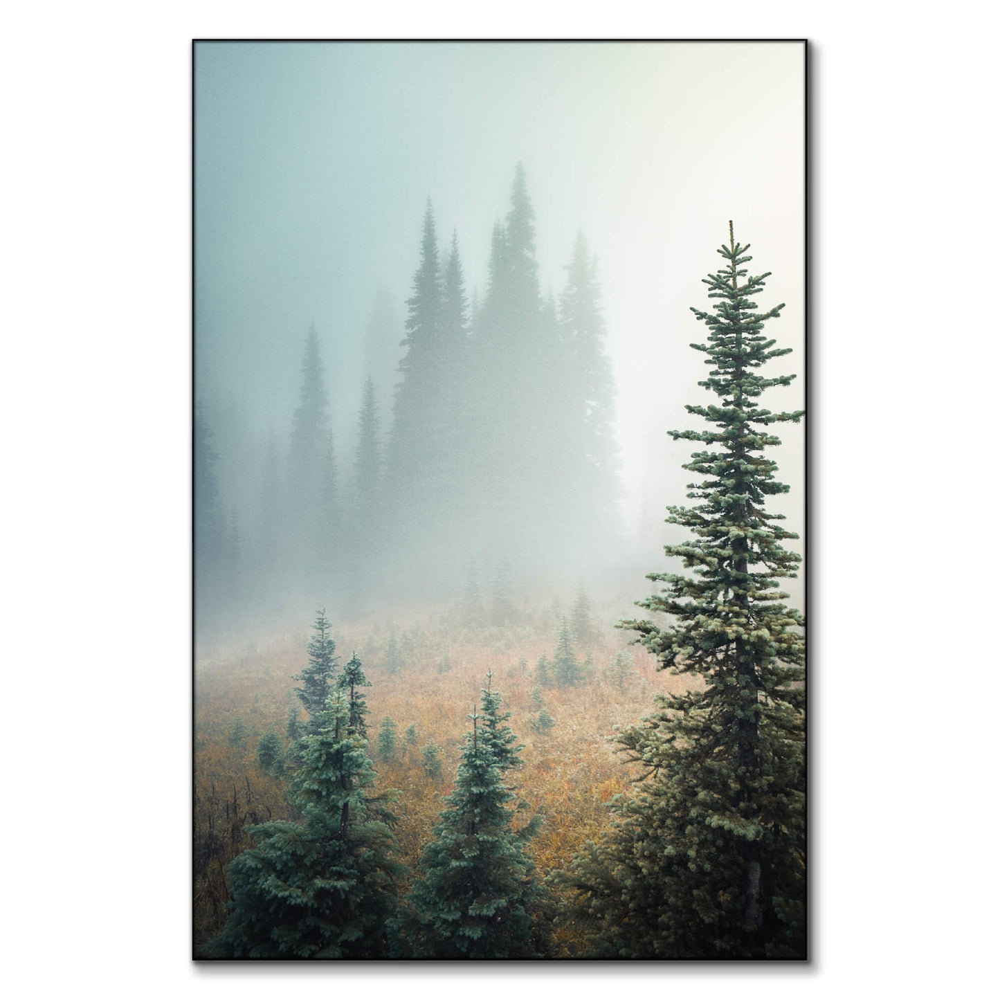 Misty Woods