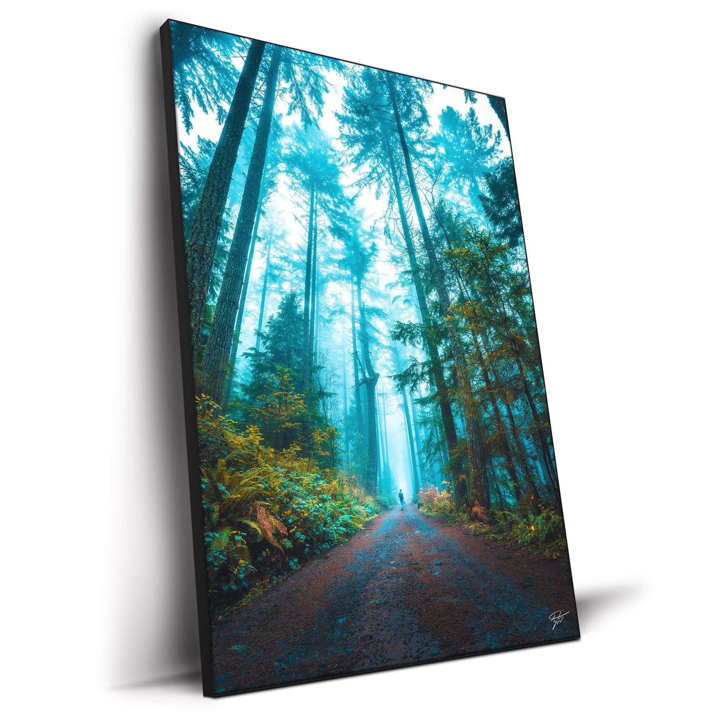 Misty forest in British Columbia, with towering trees and a person walking along a dirt path.