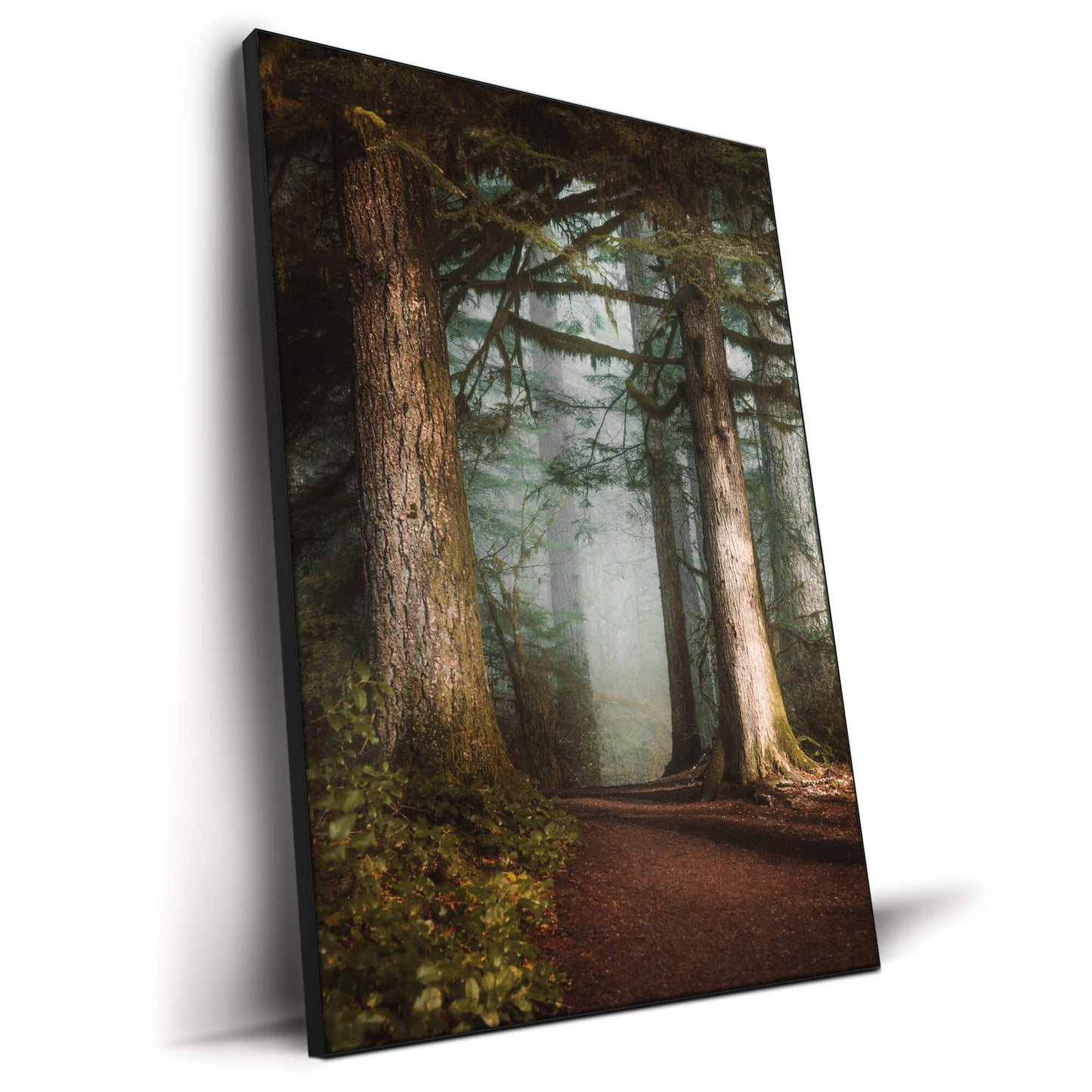 Walk in the Woods